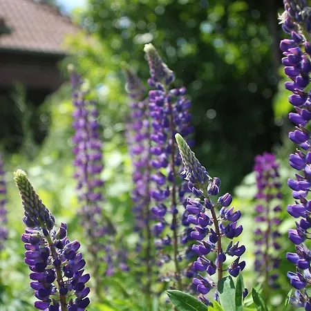 祖施米德费里恩豪斯酒店 高恩莱宾